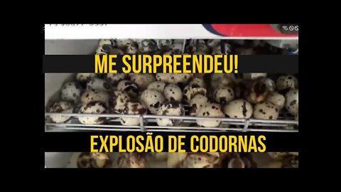 ME SURPREENDEU / NASCERAM MUITAS CODORNAS