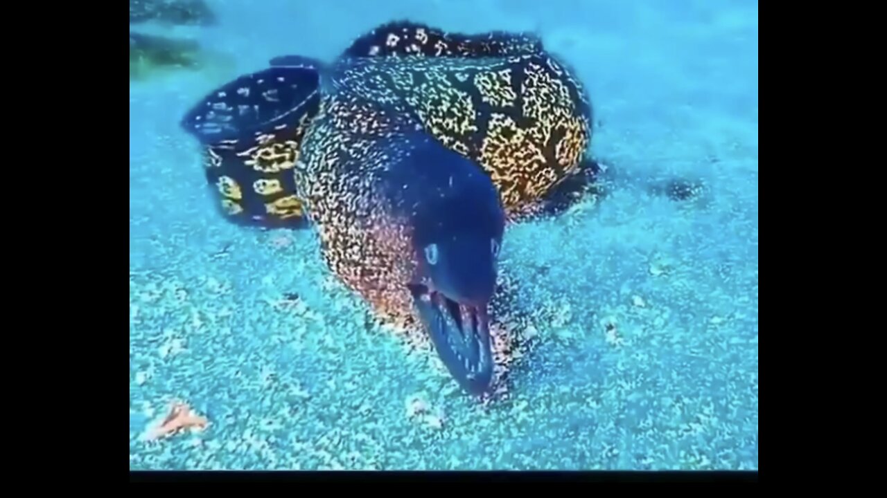 Wondrous Mediterranean Moray Eel comes out underwater