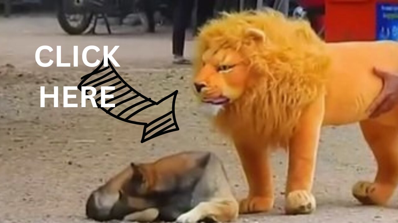 Funny Pranks with Lion &Tiger Toys