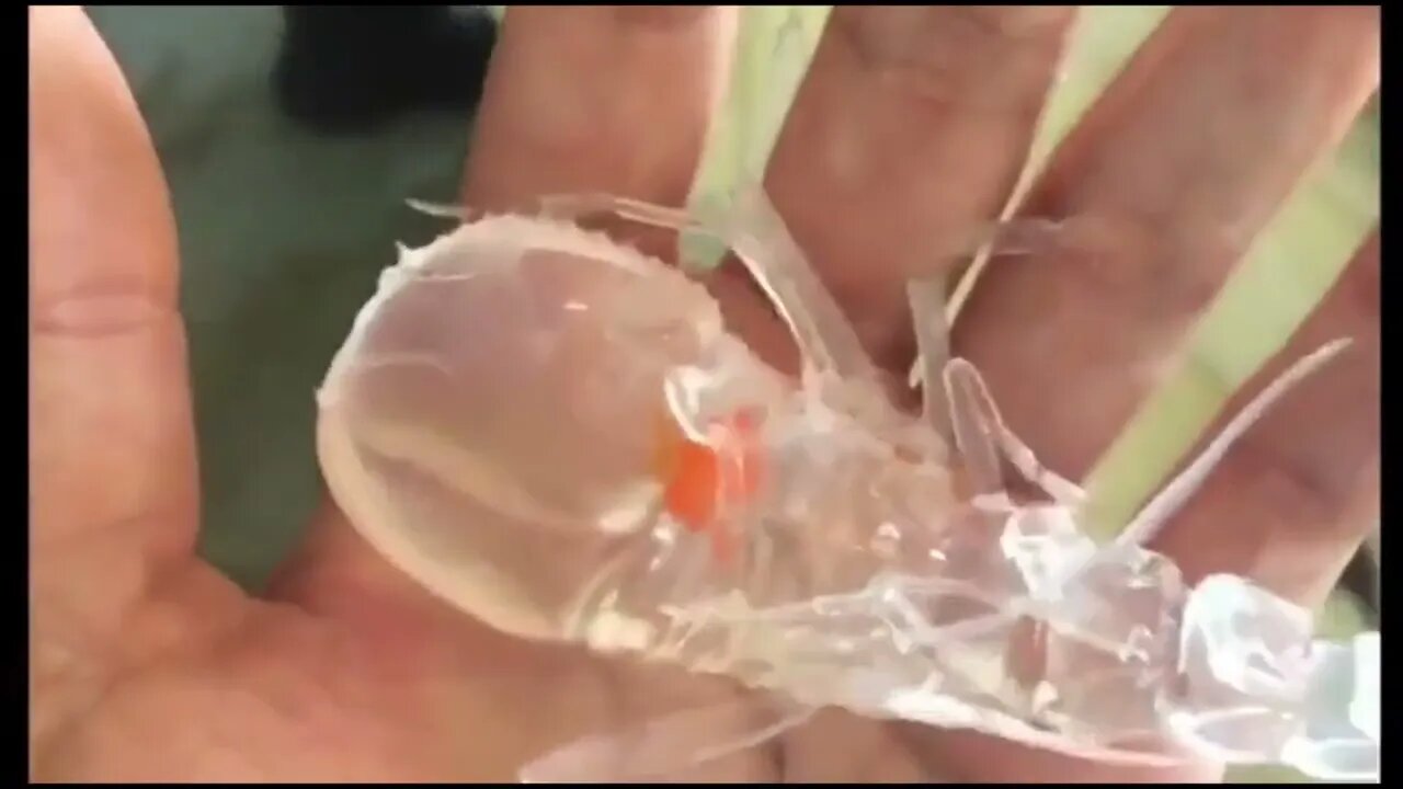 Cystisoma