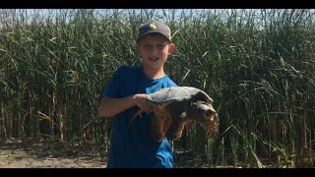 Catching A Angry Snapping Turtle