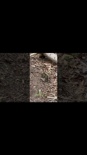 Interrupting a squirrel having a bite to eat