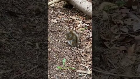 Interrupting a squirrel having a bite to eat