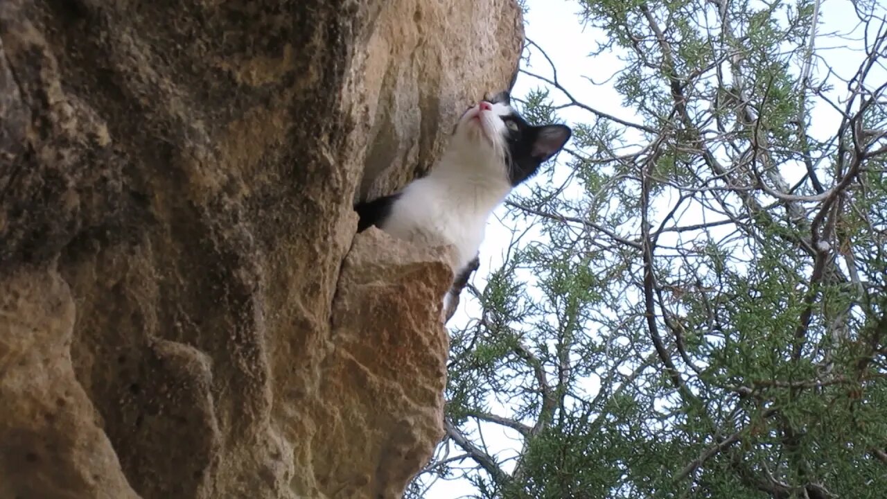 Our Cats #13: Impressive Tree to Cliff to Tree Leaps by Pasha the Cat