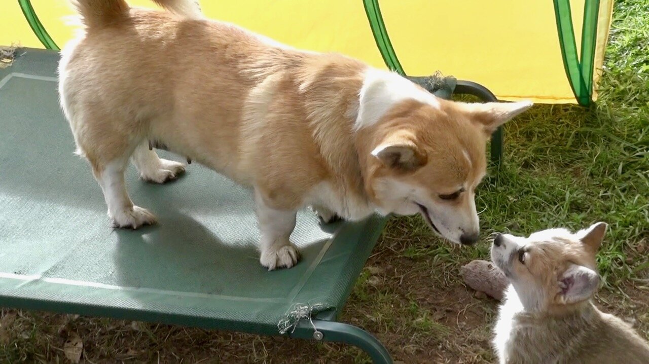 Rosa's Litter Zoomies