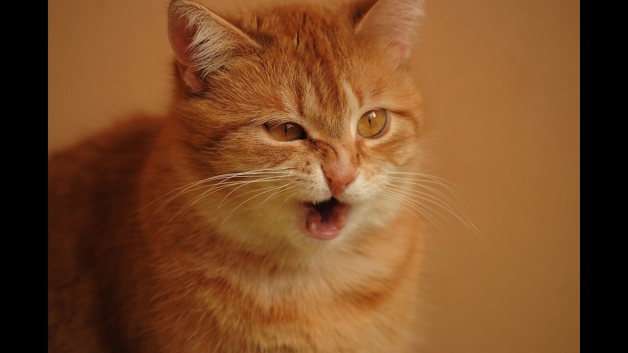 funniest cats😹 - cats are hilariously clumsy 😂- Funny Anima3ls Life