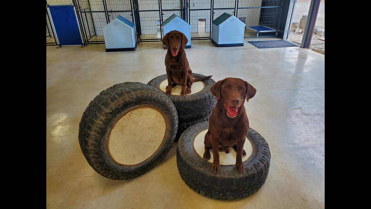 Puppy (Battle) Retriever Training @ 4.5 Months