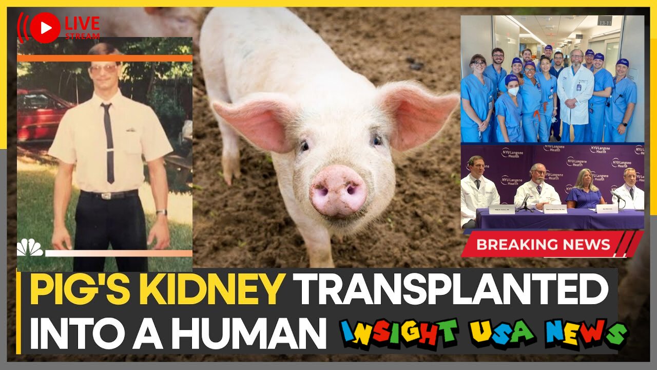 Xenotransplantation Breakthrough: Pig Kidney Successfully Transplanted into Human