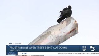 Resident upset over Liberty Station trees being cut down