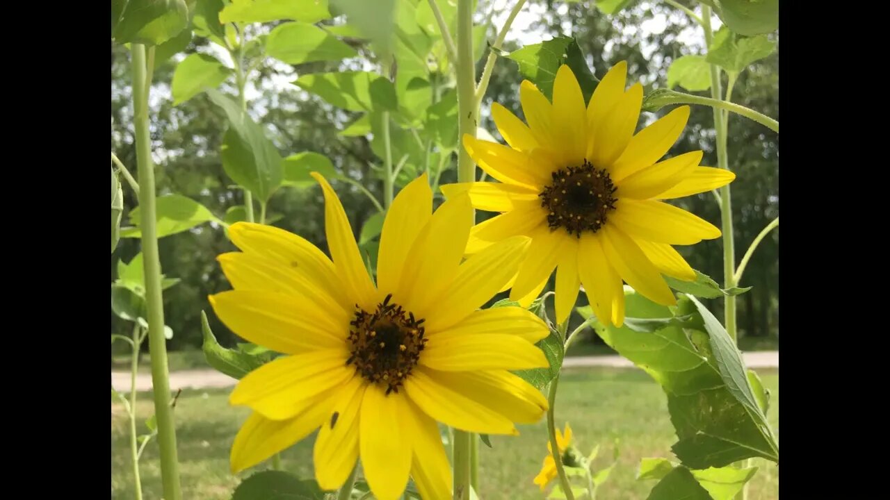 Southeast Texas Backyard Wildlife 106