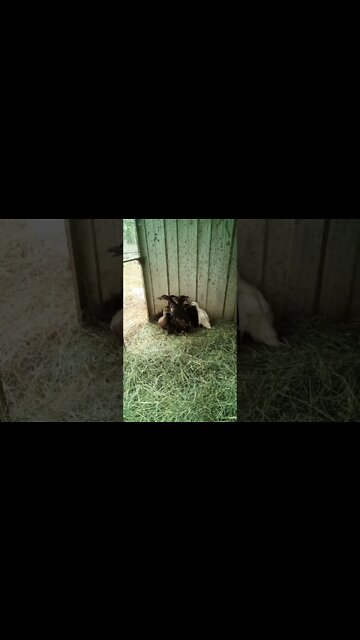 Ducklings are getting bigger and got some new hay