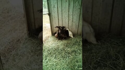 Ducklings are getting bigger and got some new hay