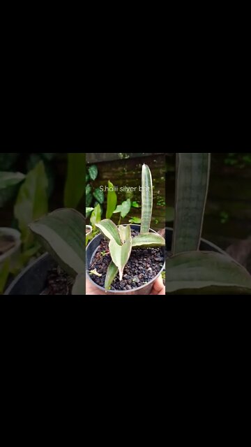 sansevieria plants #rumble