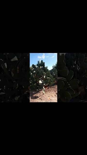 Palma Forrageira Sertão Nordeste