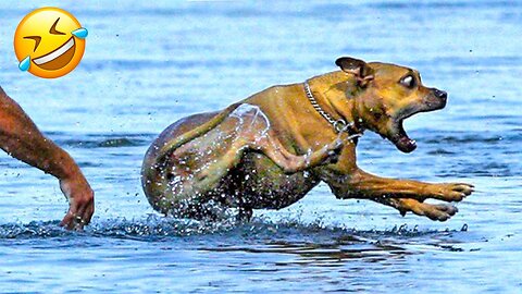 Funniest Dogs And Cats Videos 😁 - Best Funny Animal Videos 2023 😅🥰