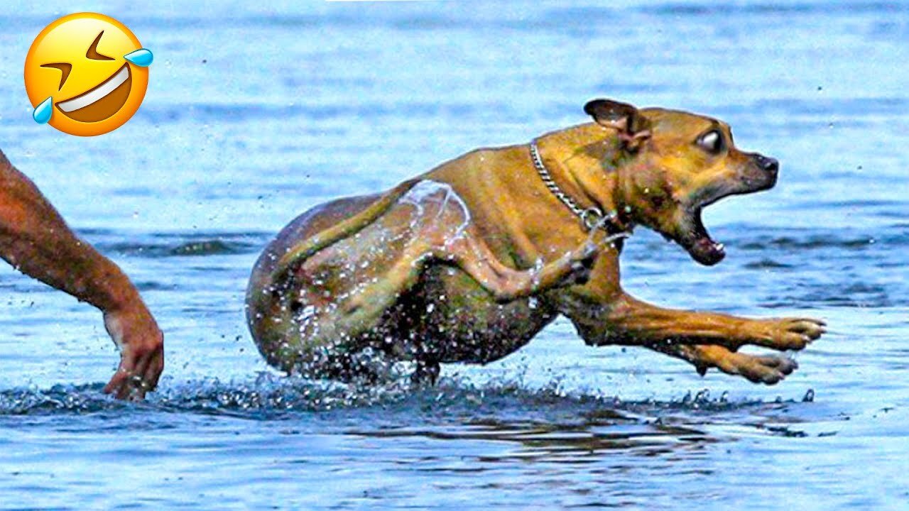 Funniest Dogs And Cats Videos 😁 - Best Funny Animal Videos 2023 😅🥰