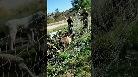 #teamwork #pastureraised #goats #homesteading #homestead #farmanimals #farm #farmlife #farmchores