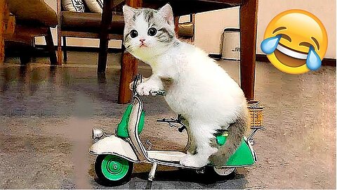 Funny animals videos.|Amazing world