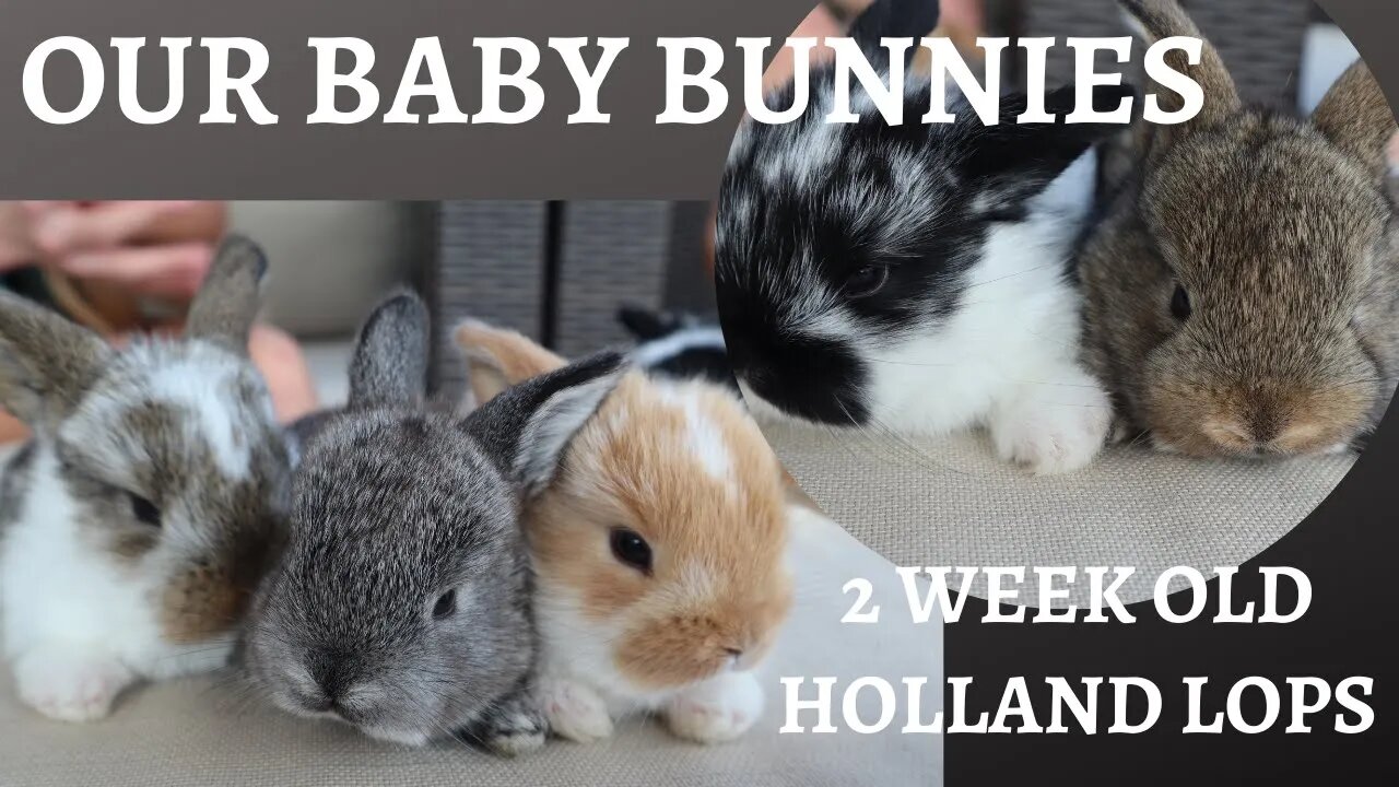 Baby Holland Lop Bunnies, 2 weeks old (Part 2)