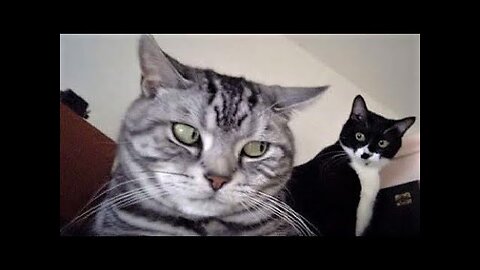 Funny animals - Funny cats dogs - Funny animal videos