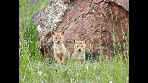 Climate Under Pressure