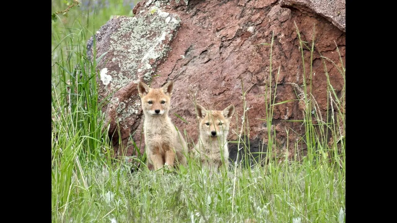 Climate Under Pressure