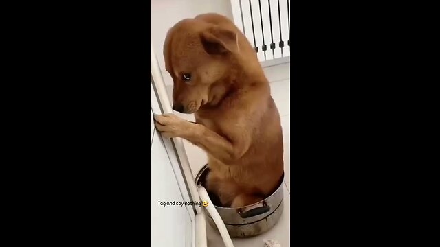 Cute and Funny Animal Video😂|| Funniest Viral Puppy Cat clips😹|| #shorts video #funny animals #cats