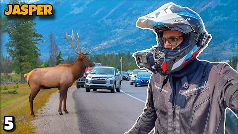 DEER CANADA - Canmore To Jasper Ride 🇨🇦