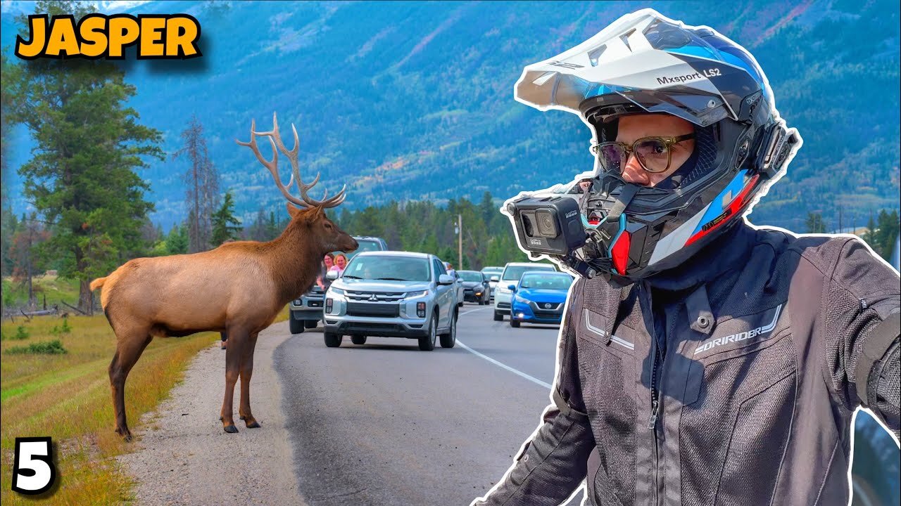 DEER CANADA - Canmore To Jasper Ride 🇨🇦