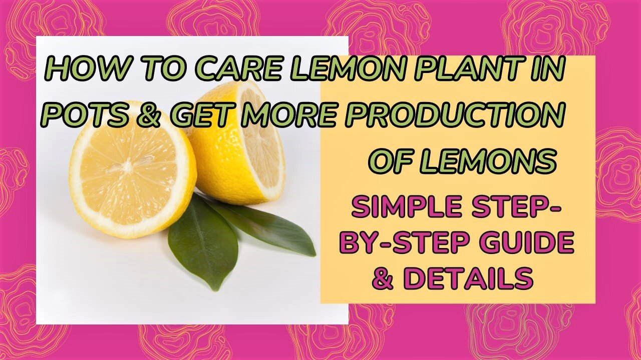 How To Grow Lemon Plant 🍋| Lemon Plant | How To Increase Lemon Production