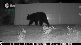 Urban Wildlife Cameras: A secret window into the animal world of Florida