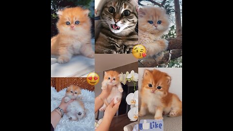 😍😘 Watch the Cutest and Most Beautiful Baby Cat Video Ever 2023 🥰🥵