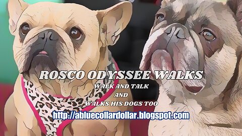 ROSCO ODYSSEE WALKS- WALK AND TALK. TODAY ROSCO ODYSSE IS OUT AND ABOUT WALKING WITH HIS DOGS.