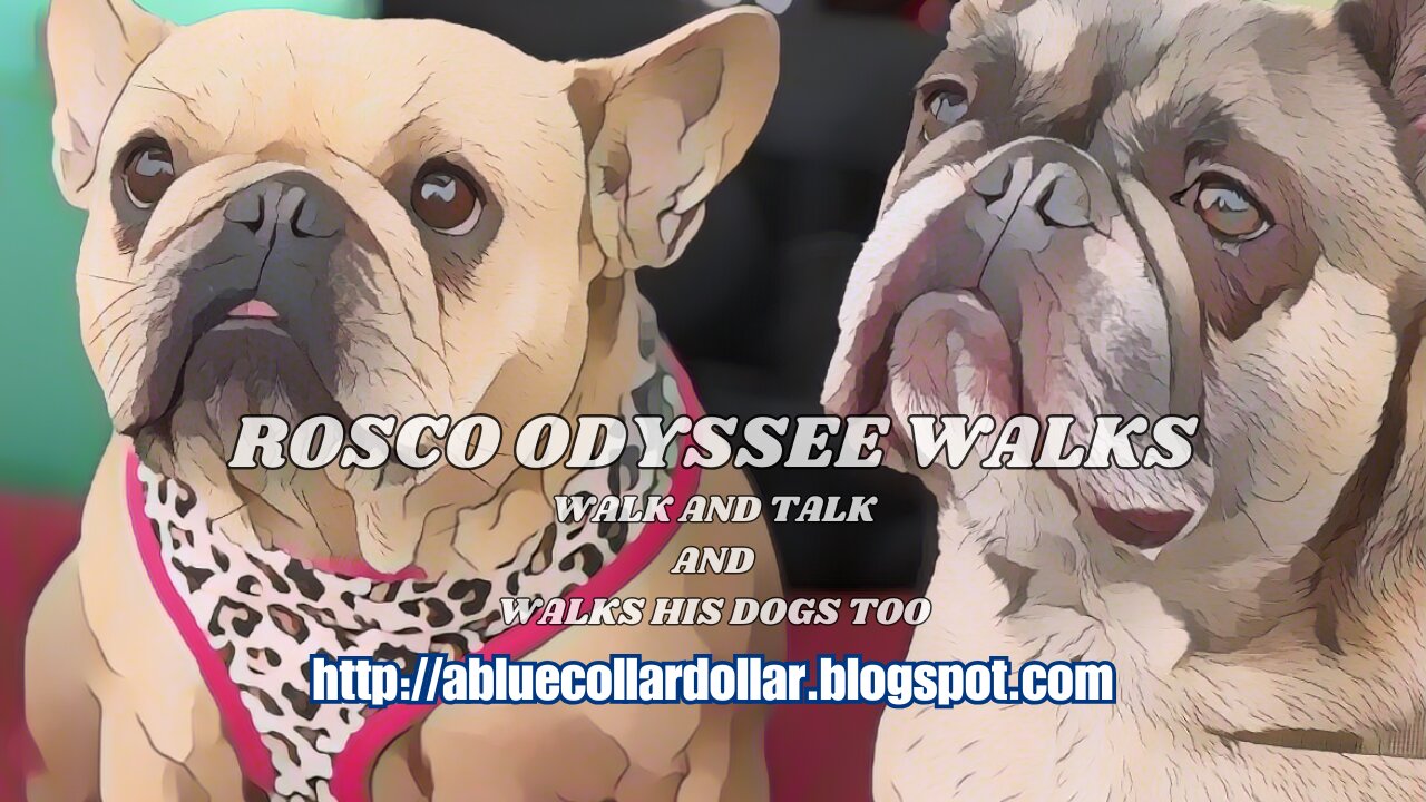 ROSCO ODYSSEE WALKS- WALK AND TALK. TODAY ROSCO ODYSSE IS OUT AND ABOUT WALKING WITH HIS DOGS.