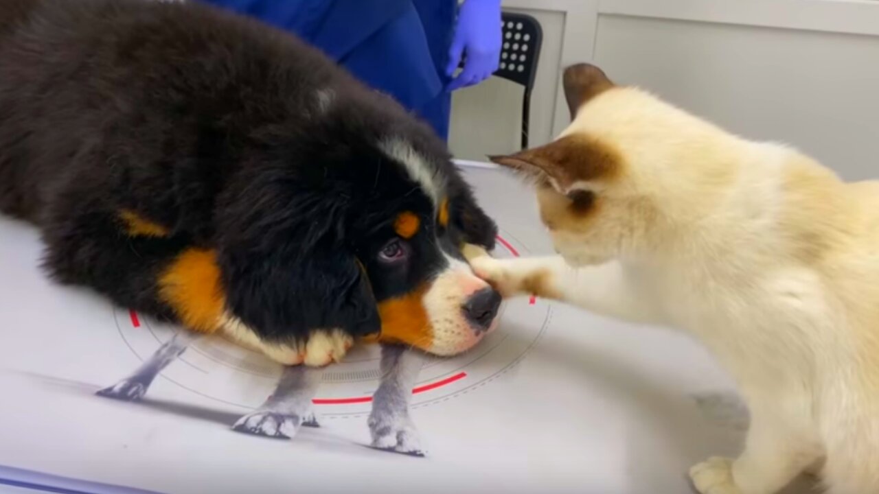 Bernese Mountain Dog Puppy First Visit to the Vet!