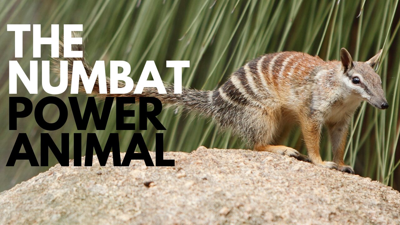 Numbat Power Animal