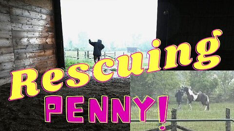 Rescuing My Mare In A Torrential Thunder Storm