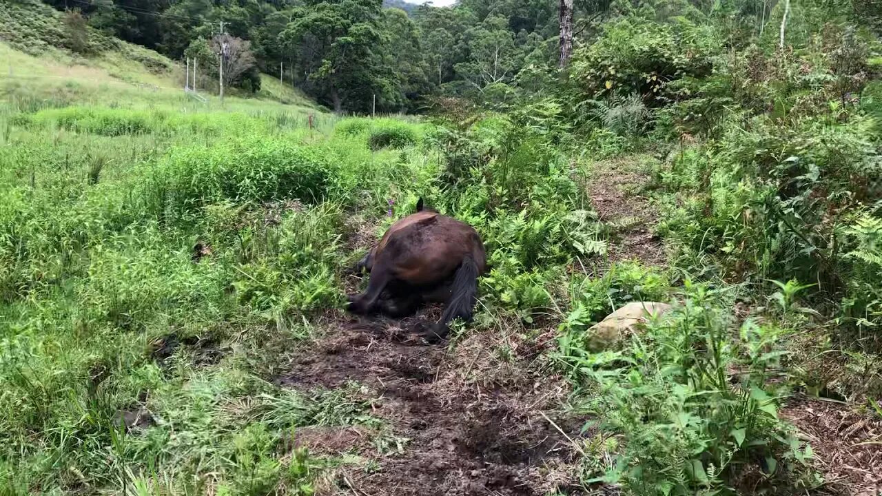 Our horse Ruby was down with colic the day after her herd mate died.