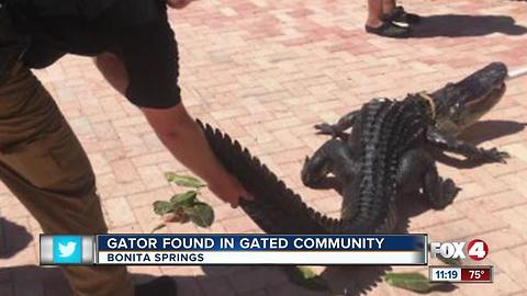 Deputies Find Gator in Bonita Springs Community