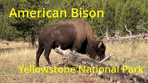 American Bison in Yellowstone National Park