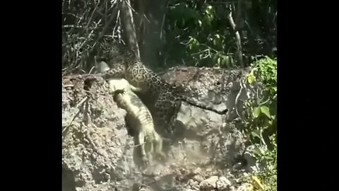 Jaguar vs crocodile - Amazing animal