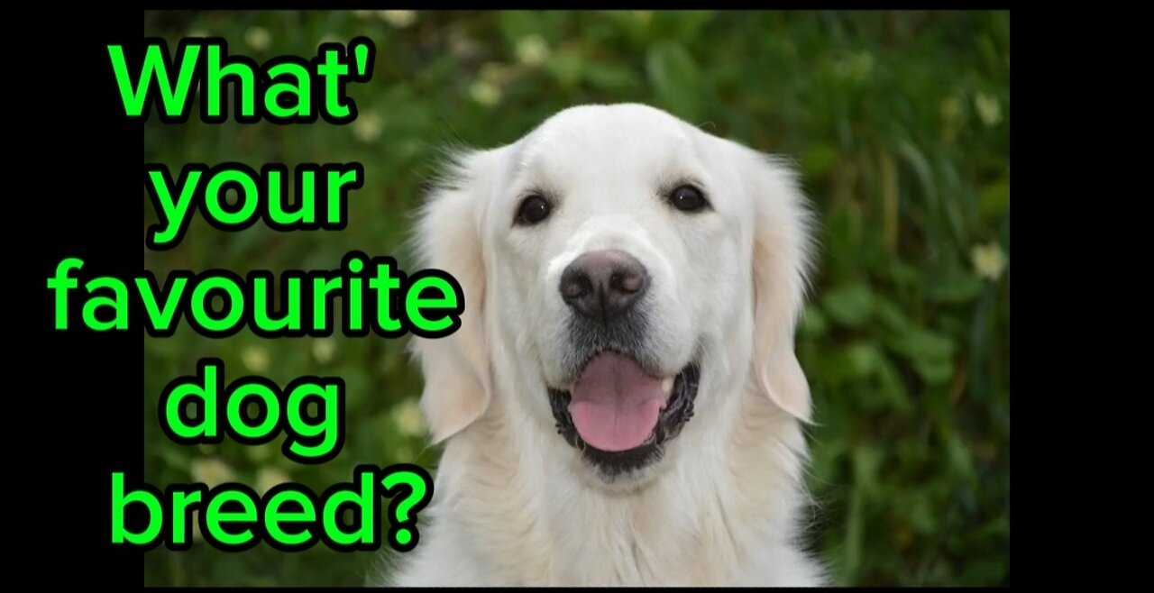 Tell me what's your favourite dog breed