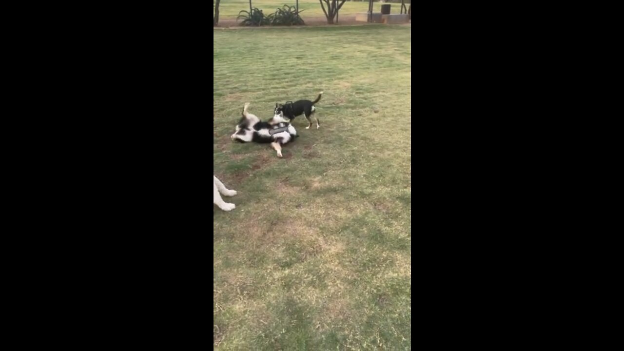 Brady and Rocksas