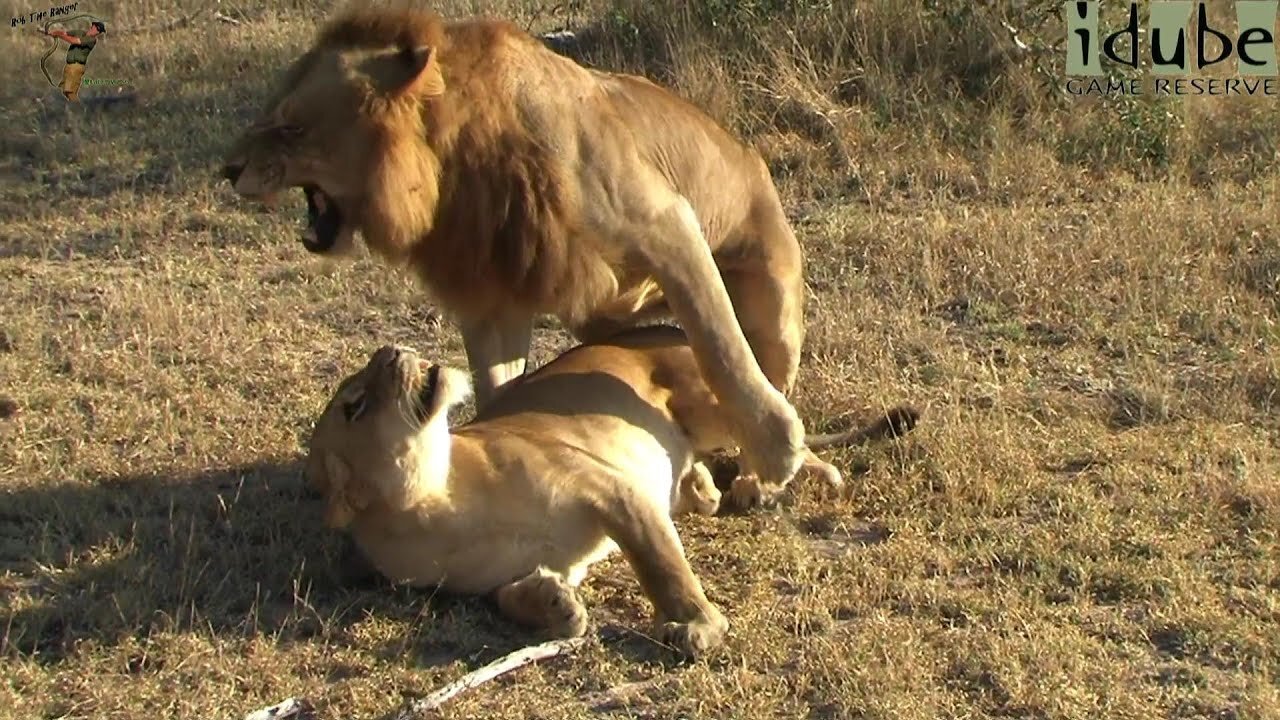 WILDlife: Wild African Lions Pairing