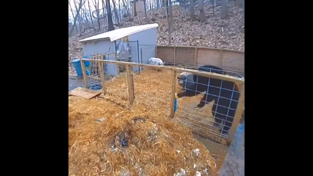 When you realize on your first working day that life is not as it was taught at school🐷 ||viralpets