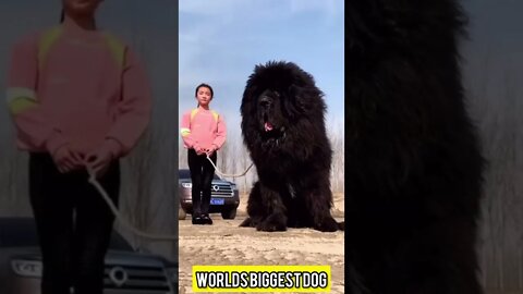Tibetan Mastiff #shorts