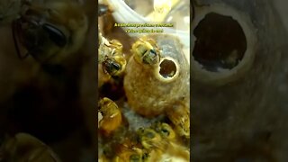 Este é o material de construção das abelhas sem ferrão #Shorts