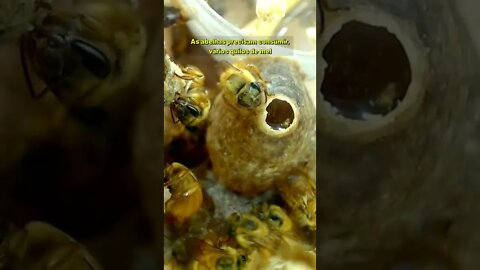 Este é o material de construção das abelhas sem ferrão #Shorts