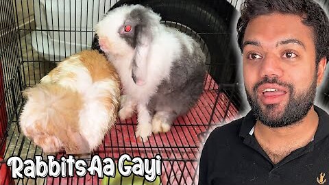 Cute Rabbits Ghar Le Aaye 😍 | Kya Naam Rakhen Inka? 🤔 | Duchy Bhai