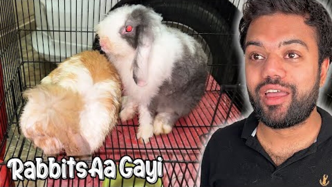 Cute Rabbits Ghar Le Aaye 😍 | Kya Naam Rakhen Inka? 🤔 | Duchy Bhai